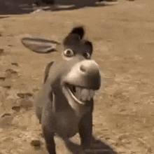 Donkey