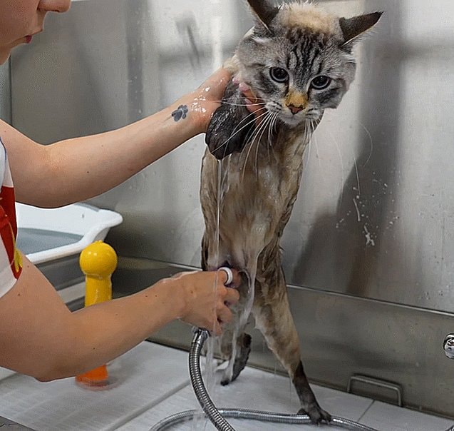 Cat bath in sink with paw print tattoo