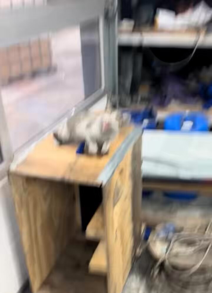 kindness for stray cats
