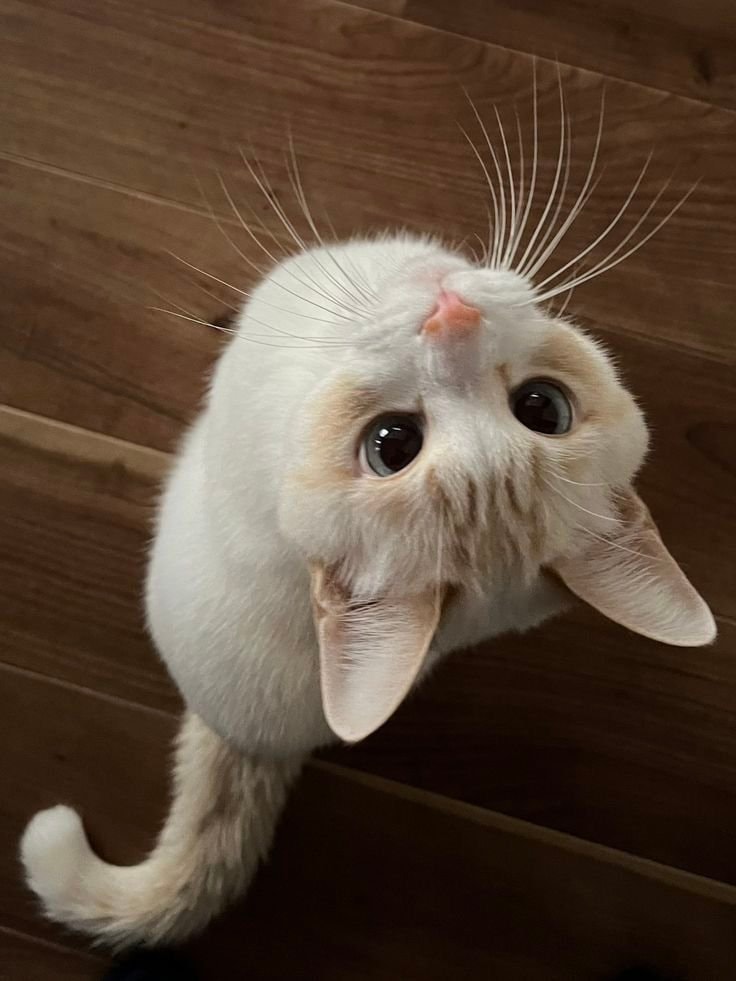 white cat with blue eyes