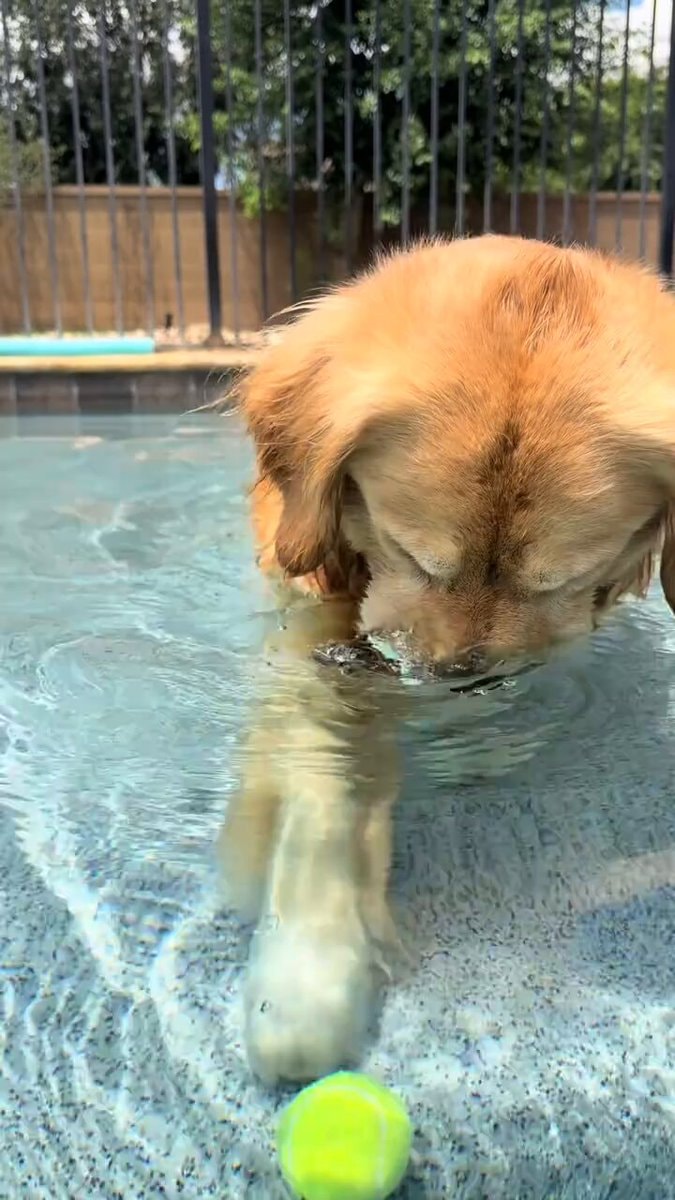 Golden retriever swimming for tennis ball Golden retriever swimming for tennis ball