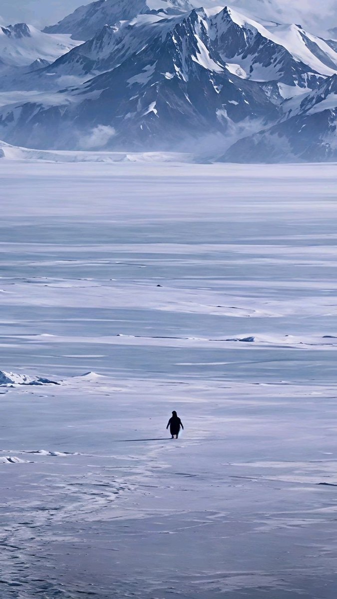 Penguin Population Decline 2000 to 2013 🐧 (photo 2 of 2)