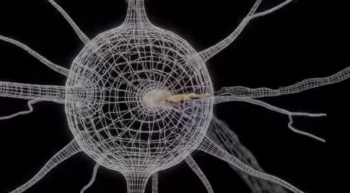 D.O. Hebb neuron wiring rule D.O. Hebb neuron wiring rule