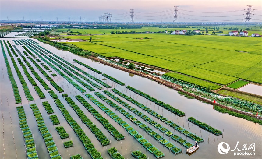 Jiangxi aquaculture yellow eel farming (photo 2 of 4)