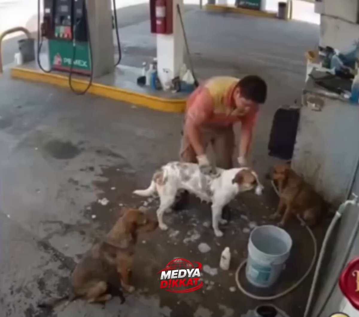 Gas station worker fired for washing stray dogs