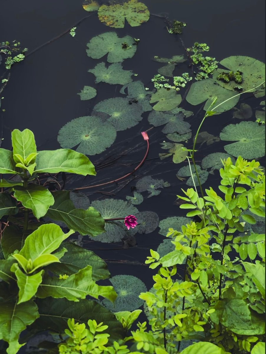 pink water lilies pond (photo 2 of 4)