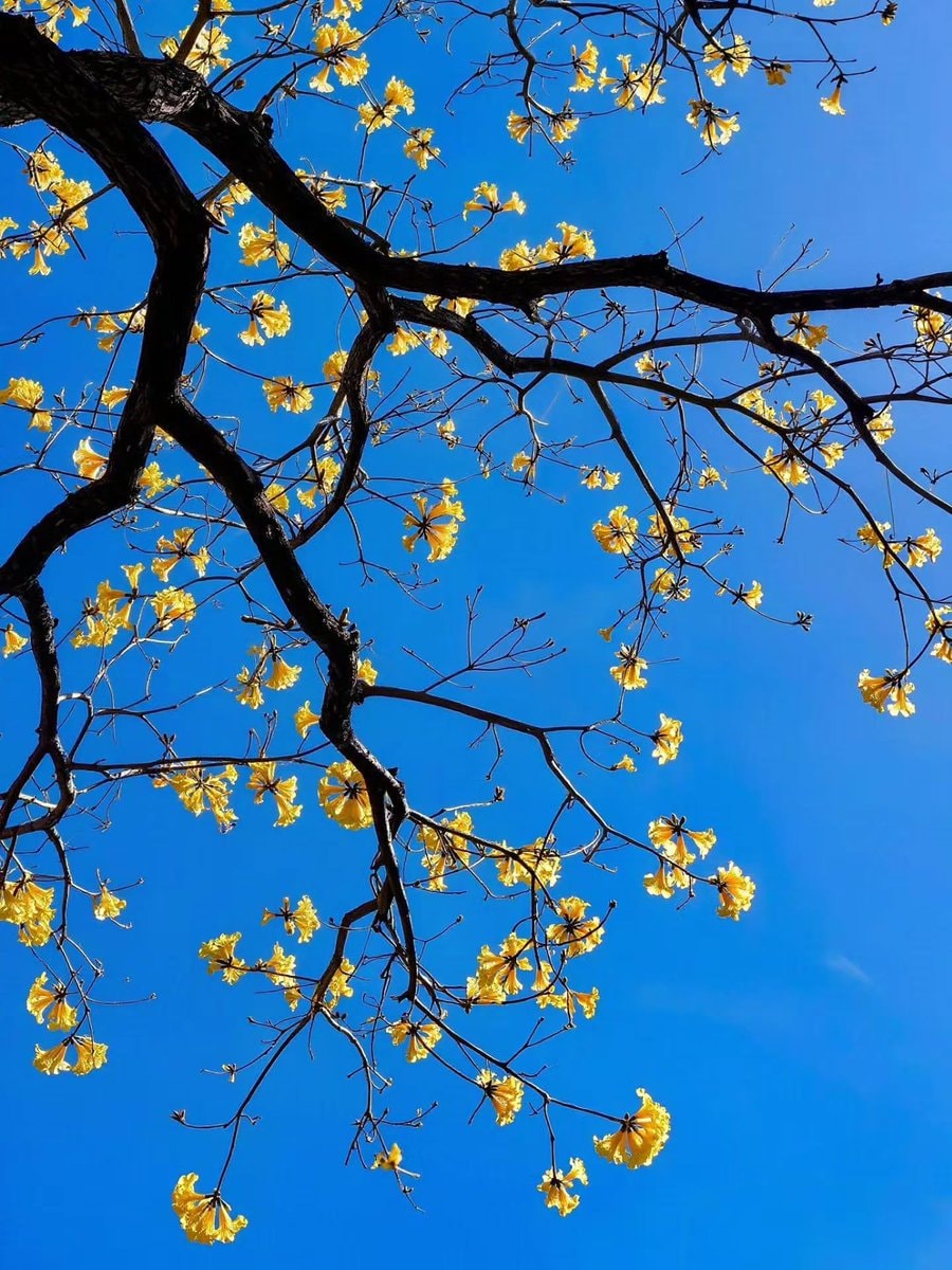 gnarled branch with yellow flowers (photo 3 of 3)