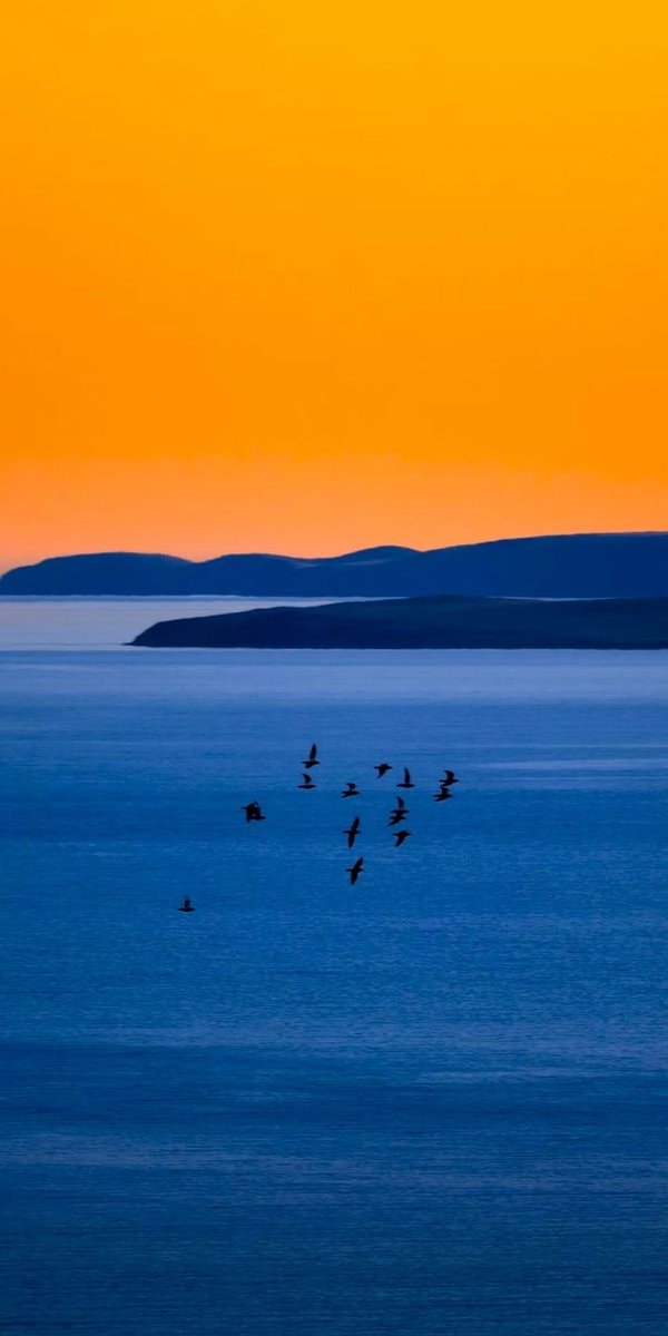 birds over blue water