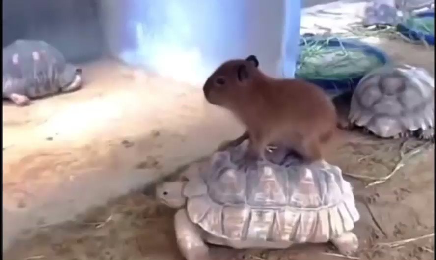 capybara on tortoise