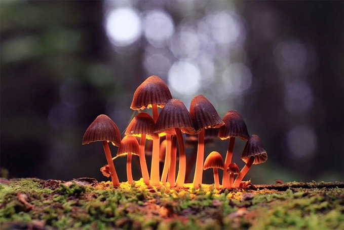 psilocybin study cell lifespan (photo 2 of 2)