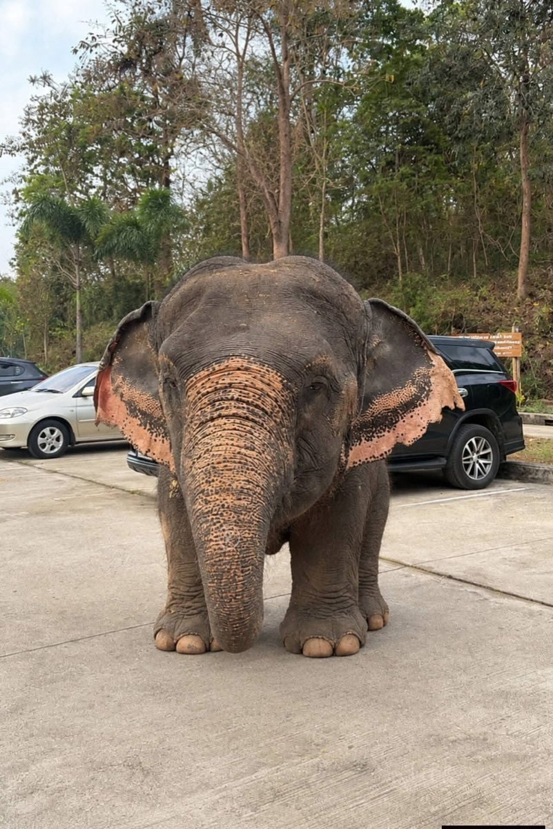 Baby elephant bullied for being chubby ❤🤎 (photo 2 of 2)