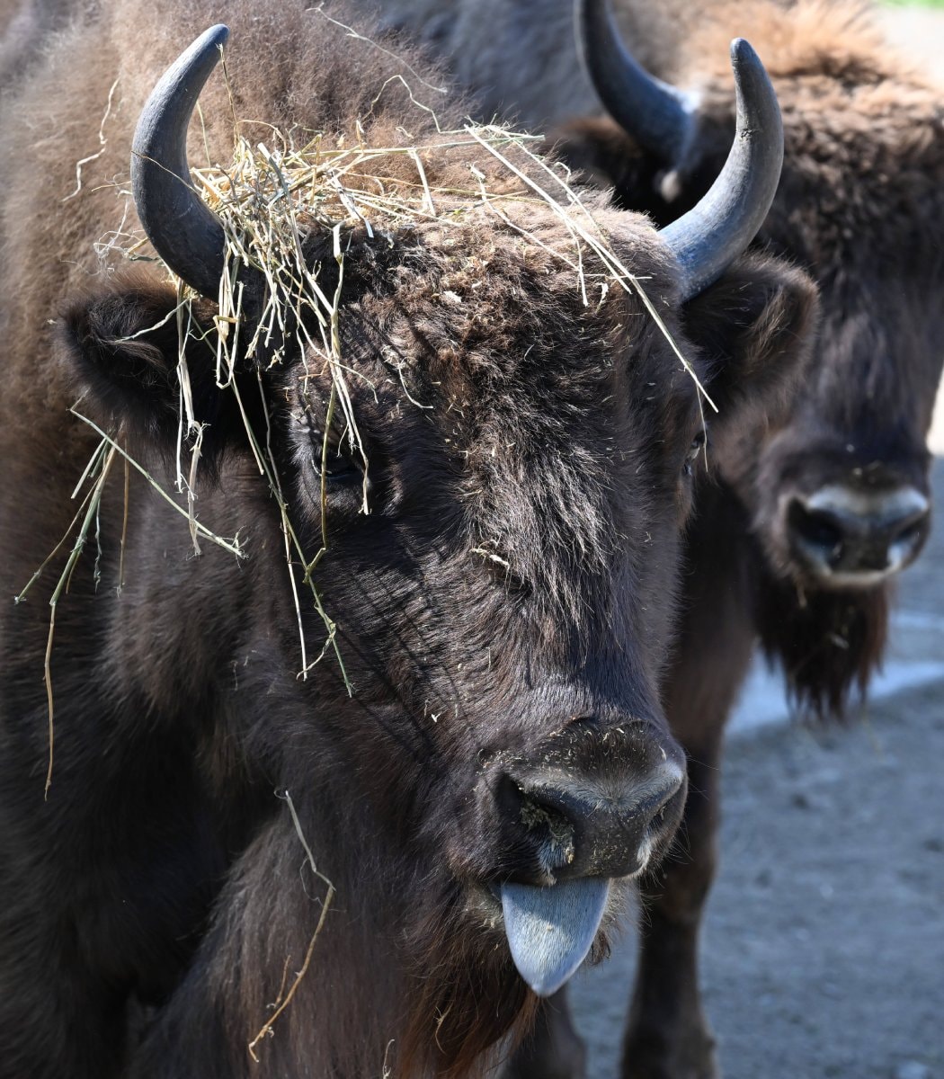 Wildwood Trust bison return to Britain
