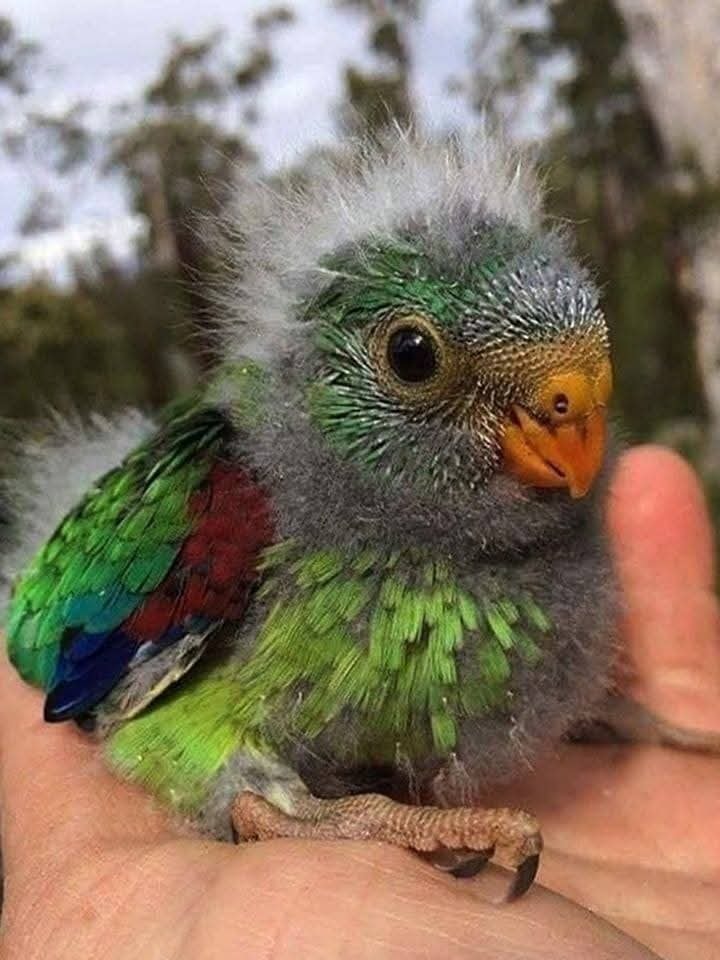 Young quetzal bird
