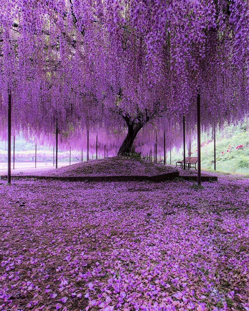 200 year old wisteria tree Hyogo Japan 200 year old wisteria tree Hyogo Japan