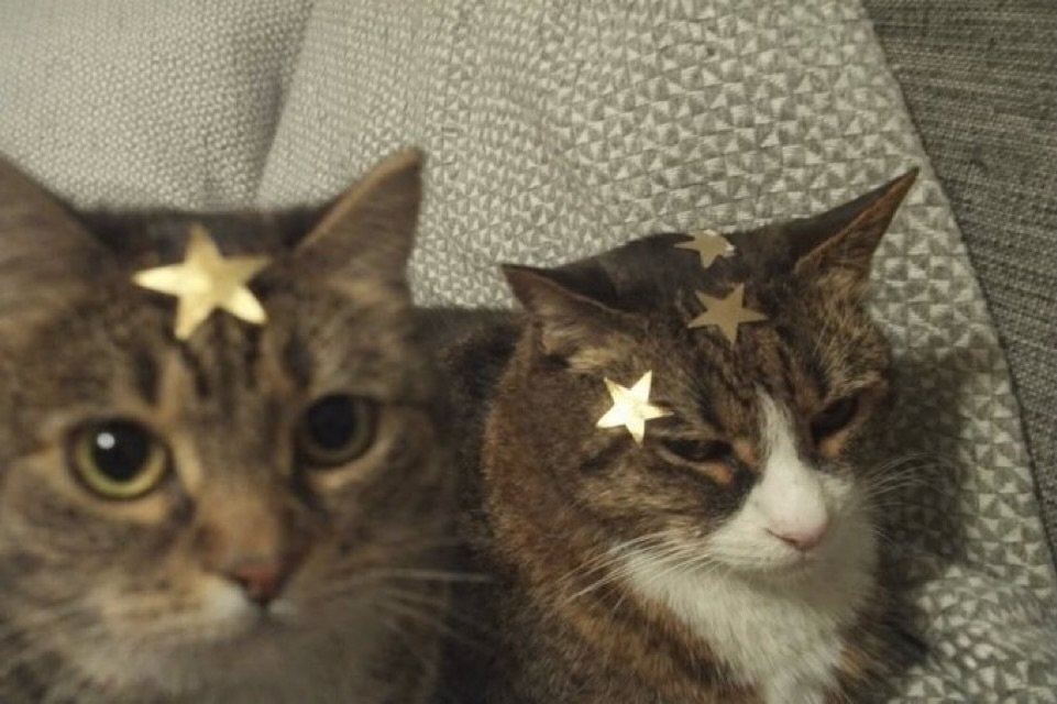 cats with gold star stickers