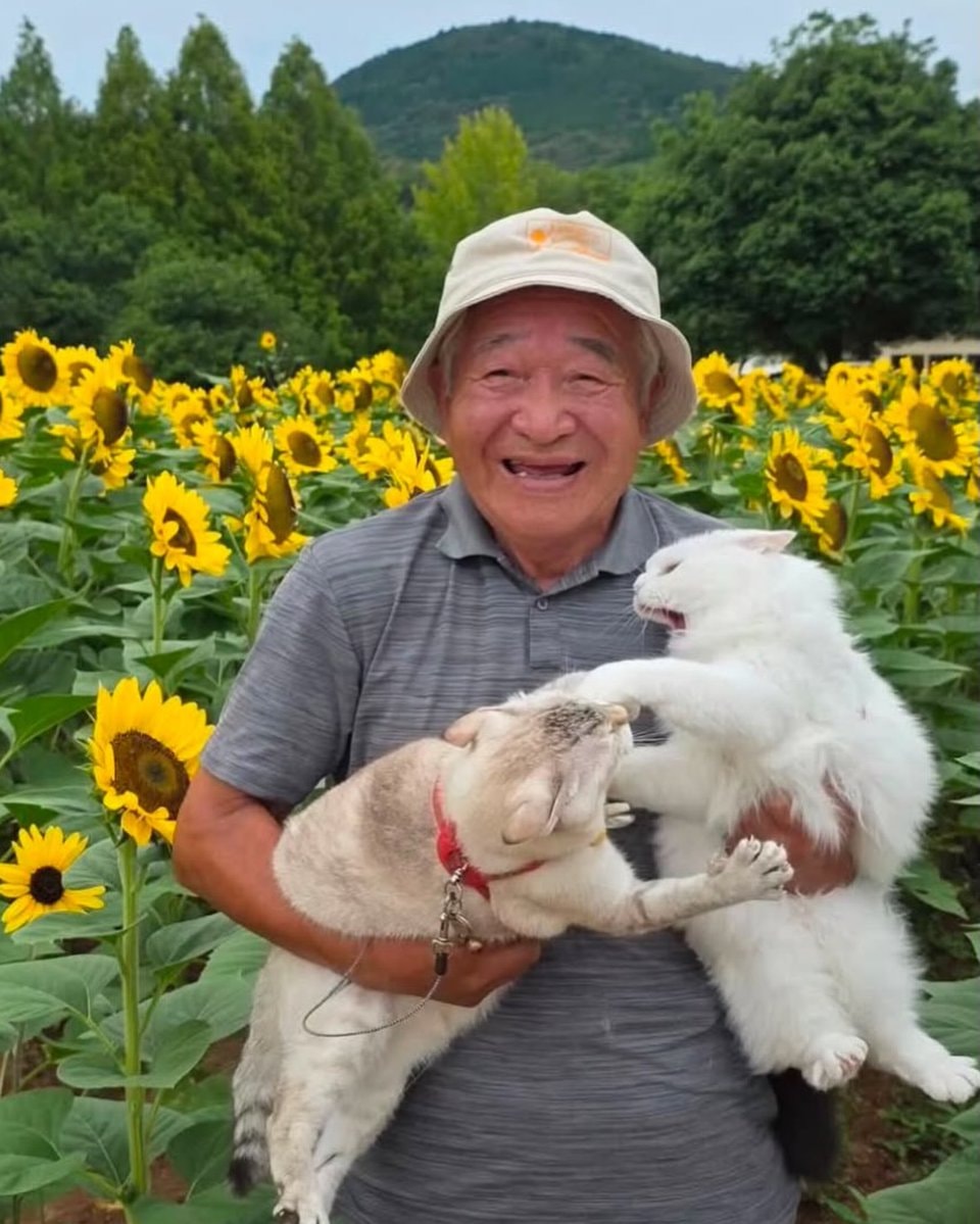 Man tries to get peaceful photo with cats (photo 2 of 2)