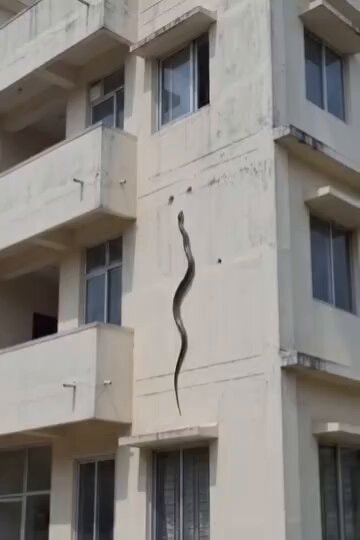 Snake climbing apartment building