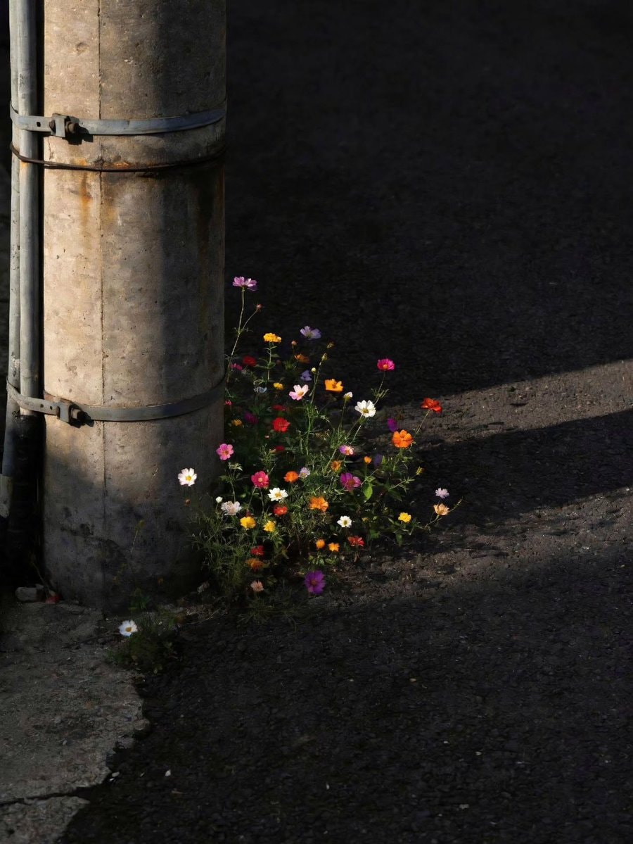 colorful daisies by utility pole (photo 4 of 4)