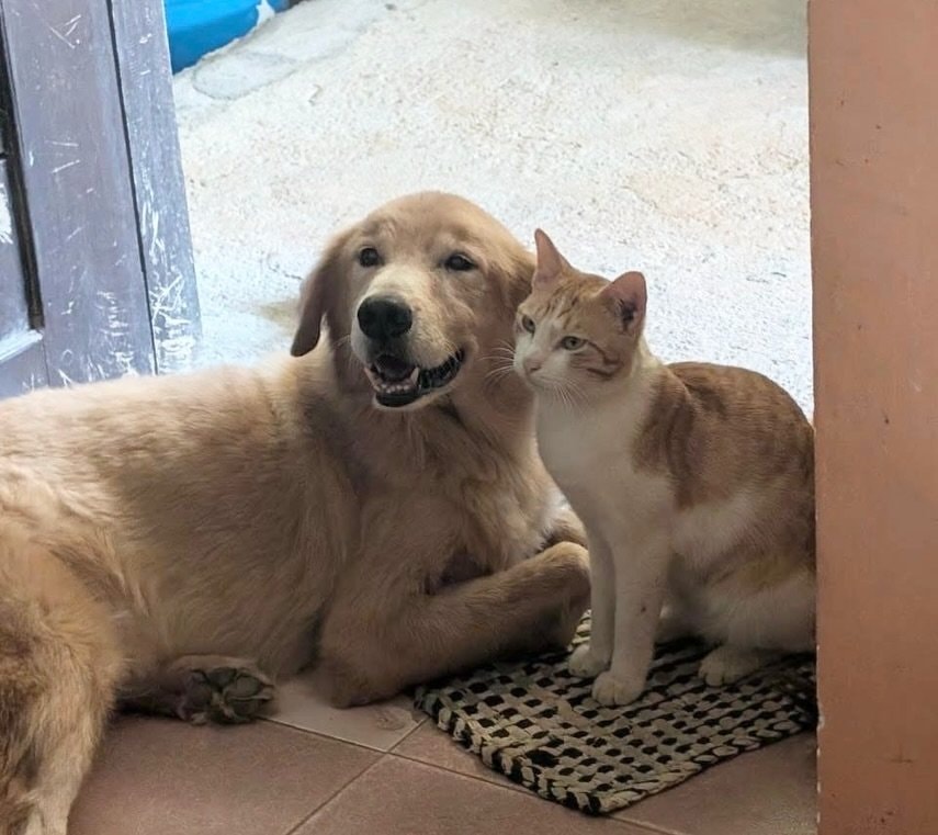 Golden retriever and orange white cat