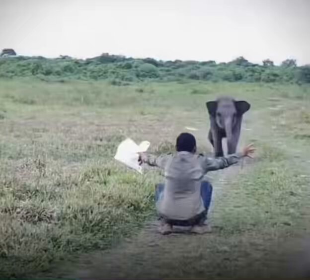 baby elephant being teased