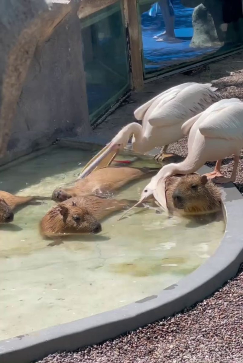 Capybara and pelicans in pool