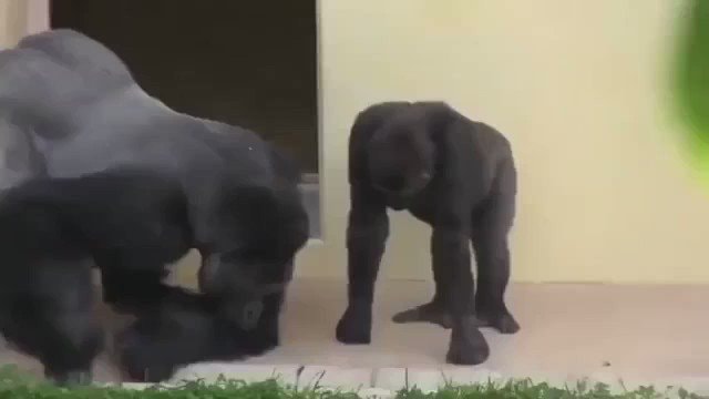 Gorilla observing caterpillars