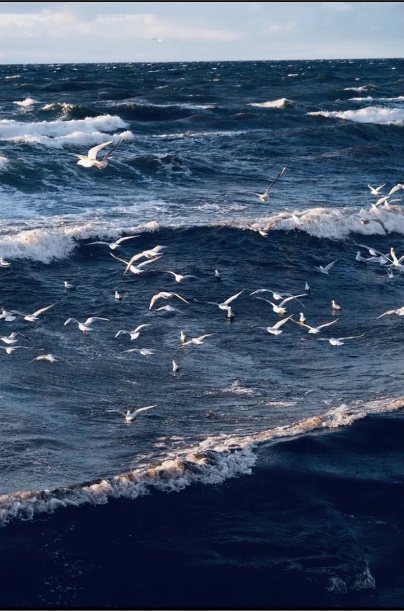 Seagulls over dark blue ocean