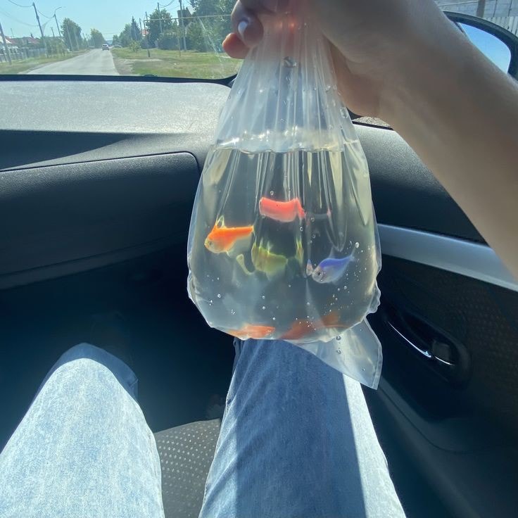 colorful fish in a bag