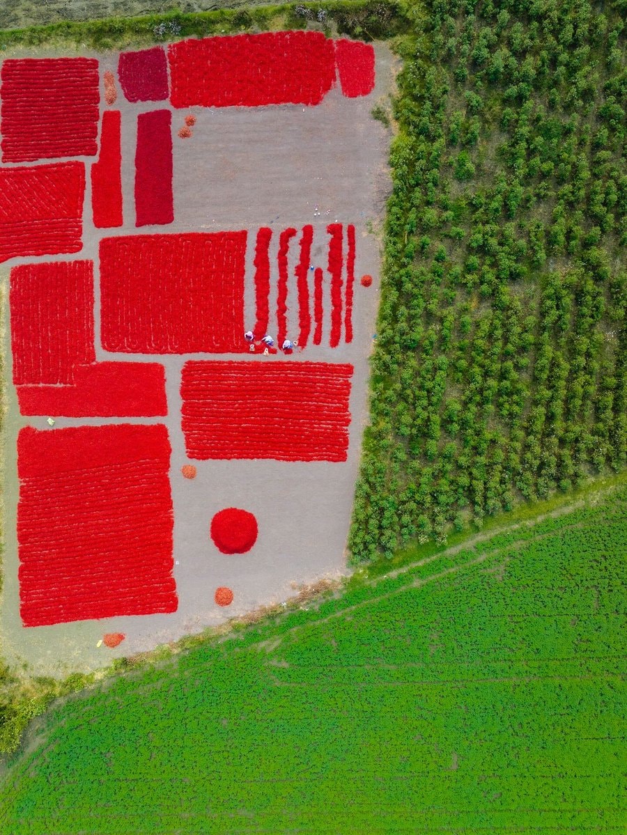 Guntur India chili fields aerial view