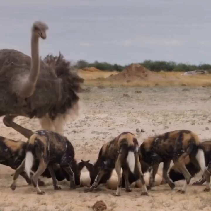 African wild dogs vs ostrich