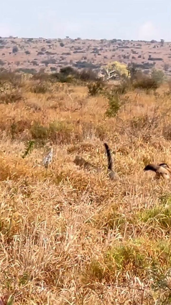 African Wild Cat escapes jackals