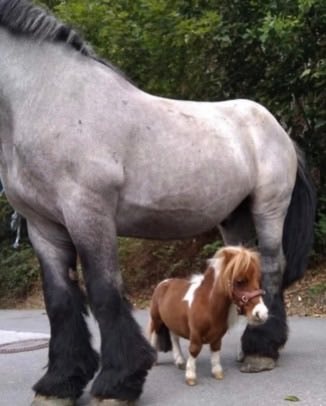 world's smallest horse (photo 2 of 2)