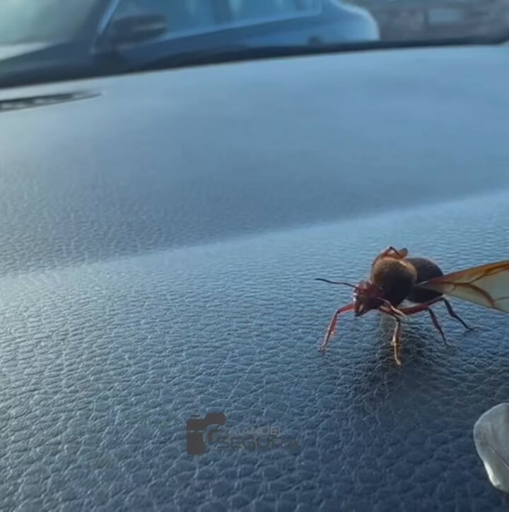 Queen ant after mating flight