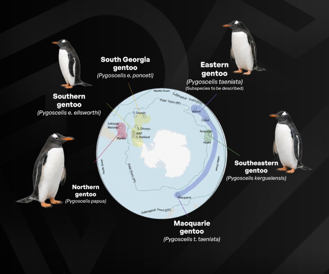 New penguin species discovered (photo 3 of 3)