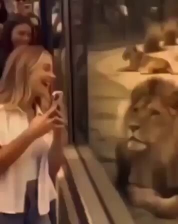 Lion stares at woman at zoo