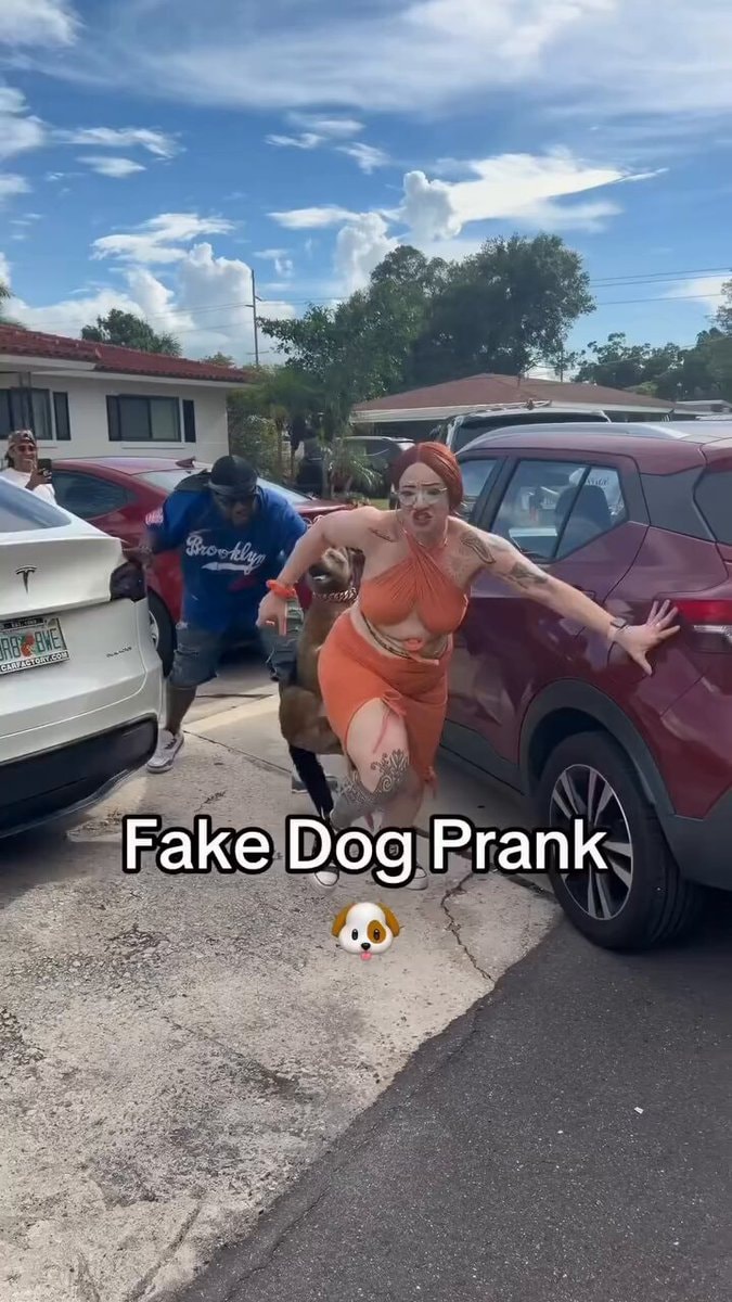 Fake Dog Prank Collage