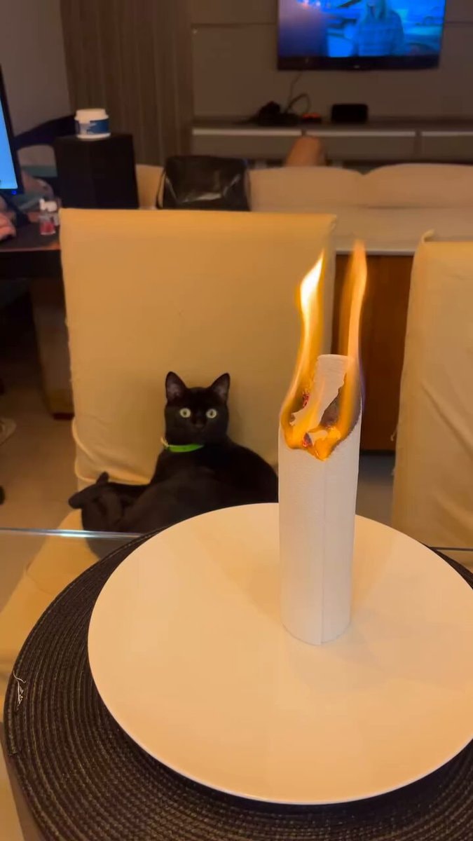 Black cat wide yellow eyes reaction