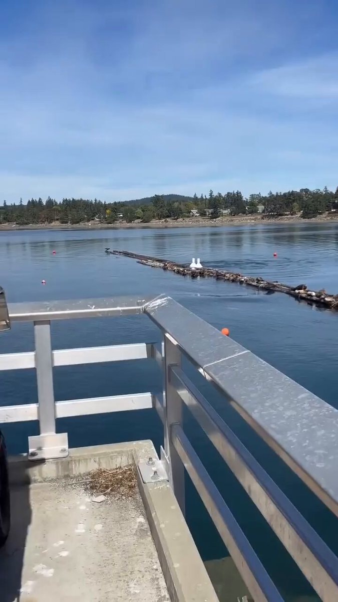 Orcas hunting seals