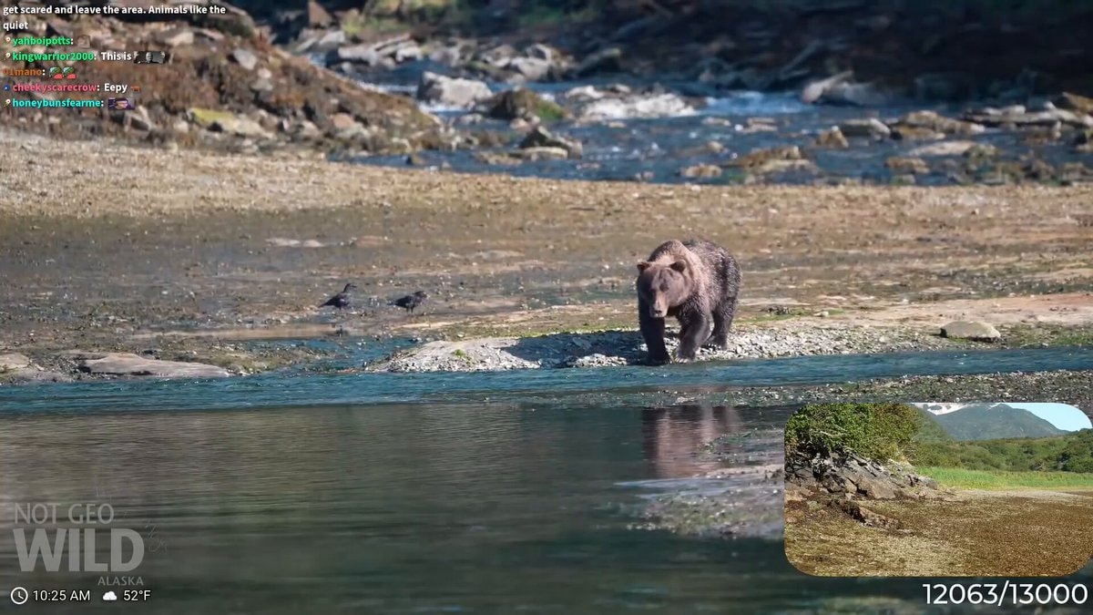 Adapt brown bear charge