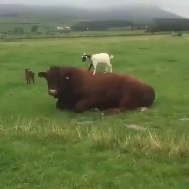 Goat parkour starts