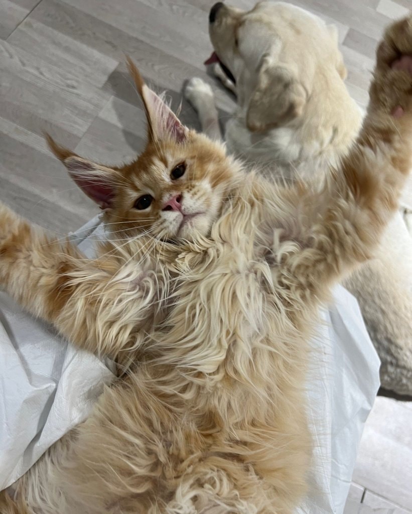 Cat vs Golden Retriever 😭