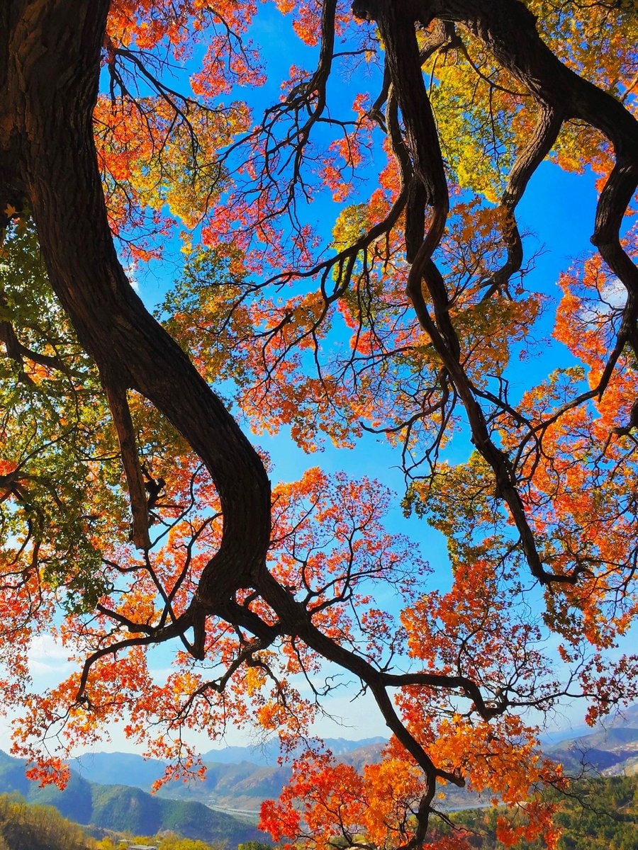 autumn tree branches against blue sky (photo 2 of 3)