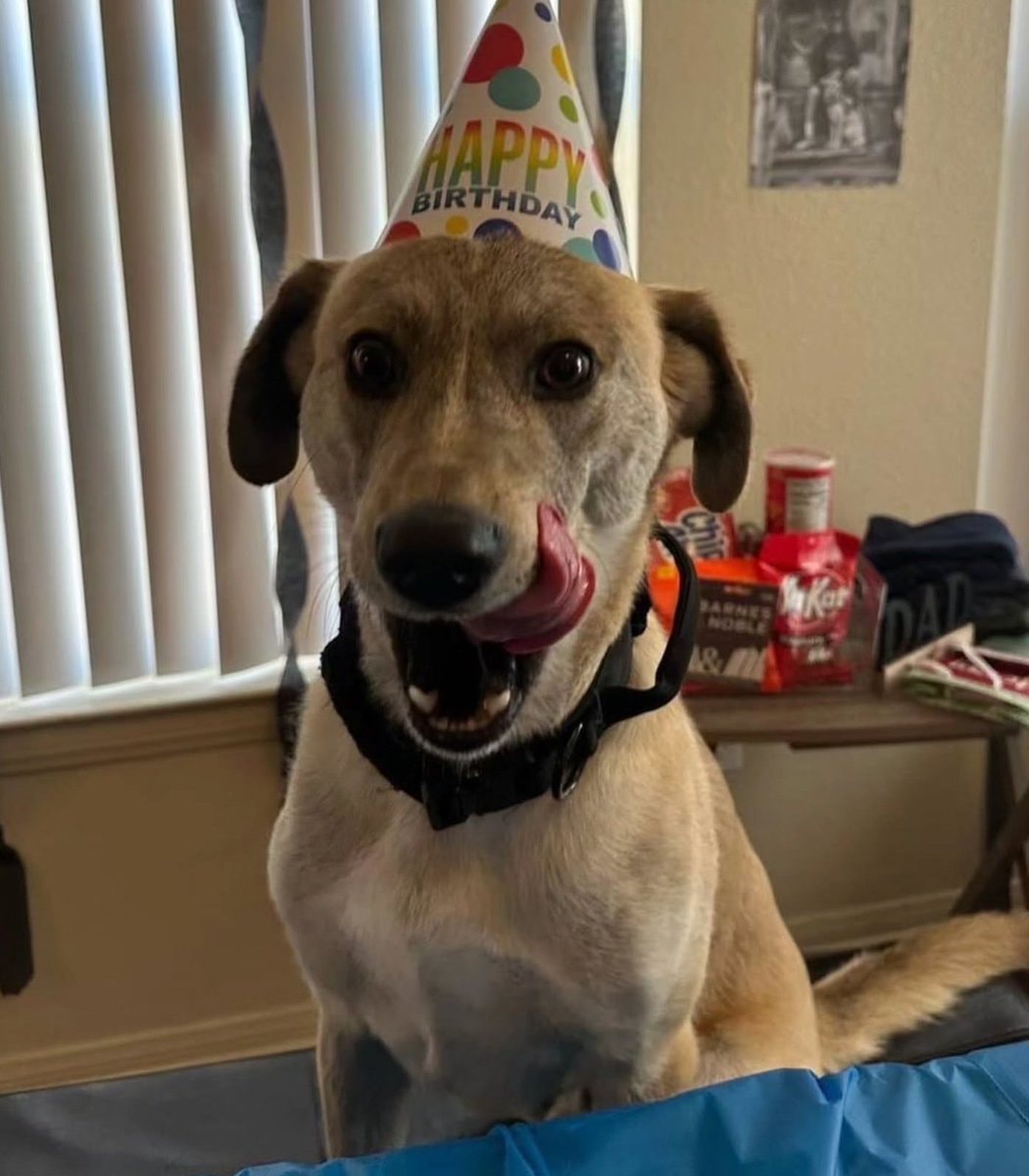 Dog before and after adoption (photo 3 of 4)