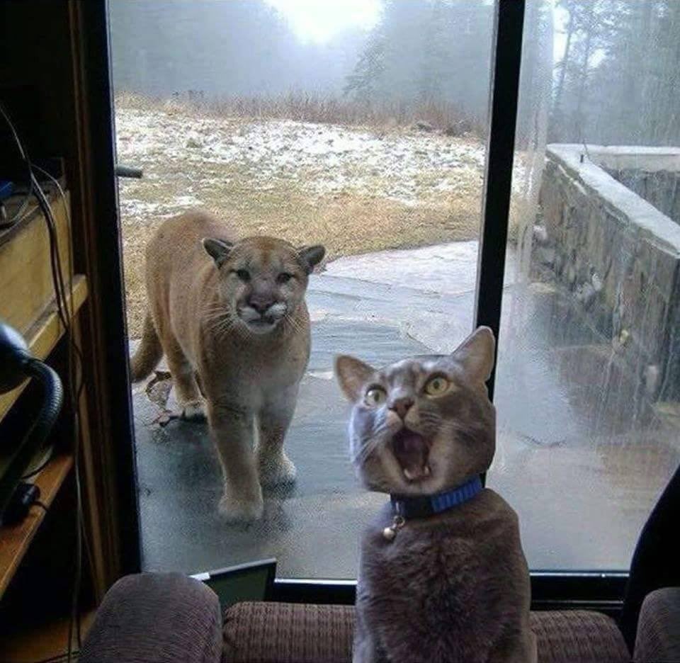 cat vs mountain lion glass door