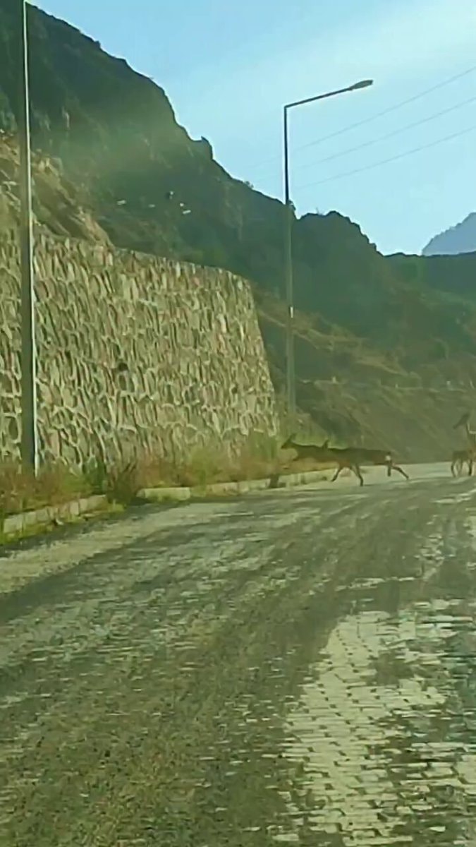 deer running on mountain road