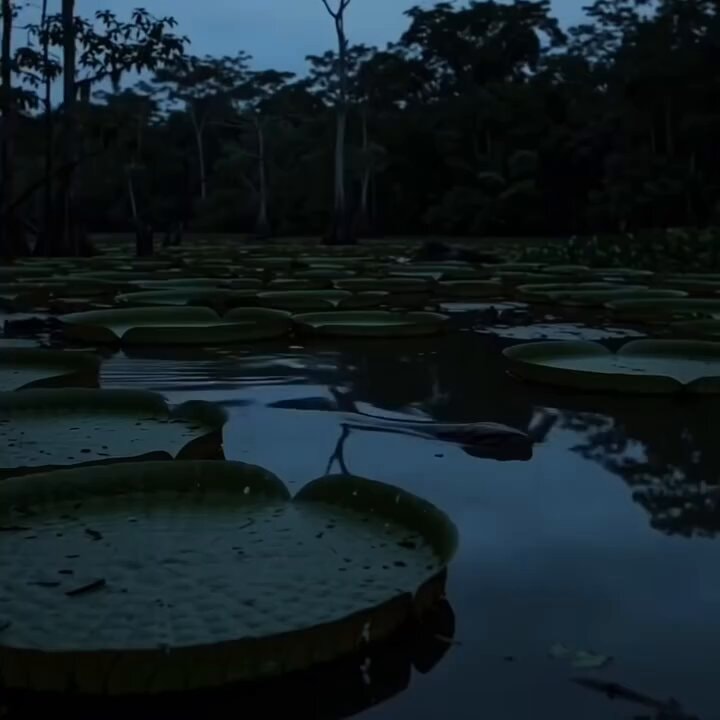 Wetland birds at twilight