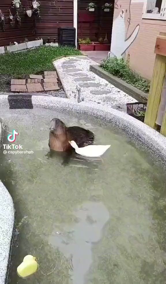 Capybara duck massage