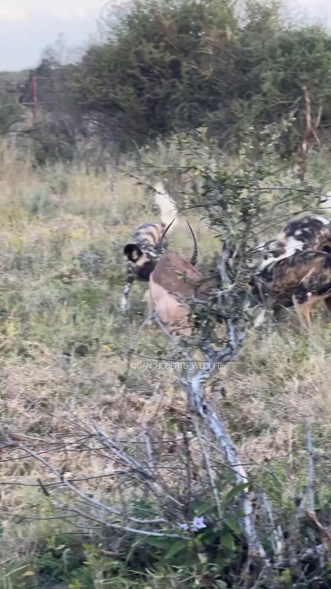 African wild dogs hunting gazelle