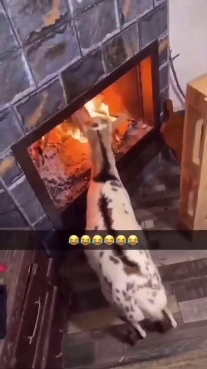 spotted goat fireplace moment