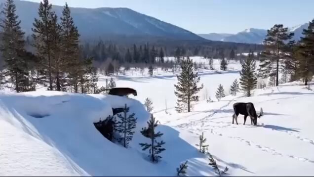 tiger vs bear in snow